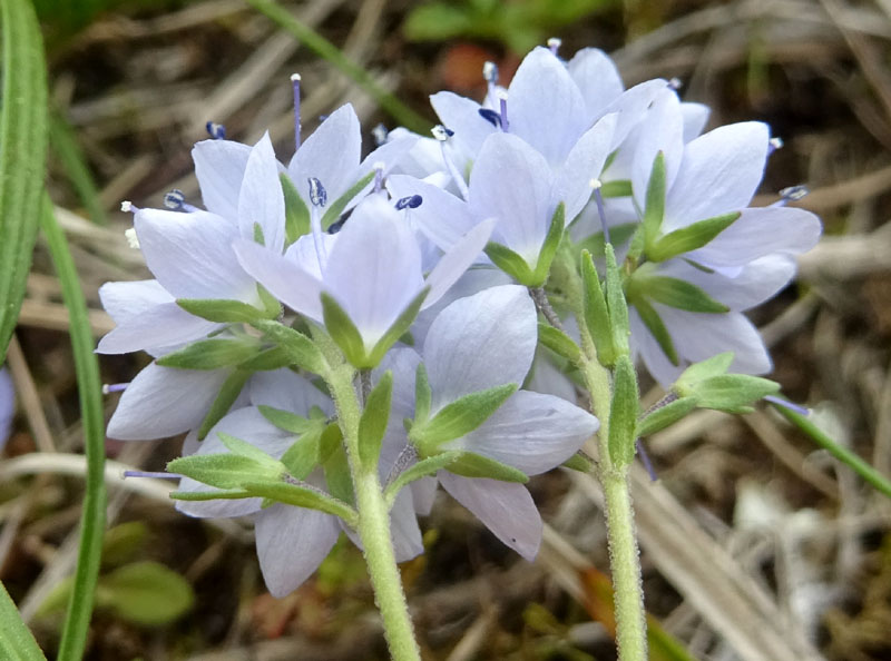 Veronica prostrata L. (Plantaginaceae)